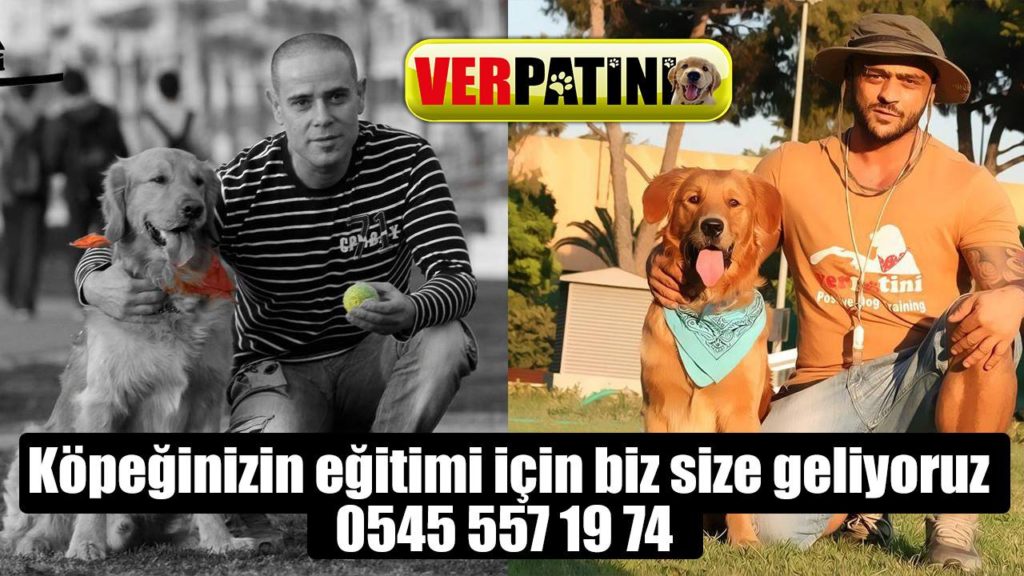 İzmir Pozitif Köpek Eğitimi